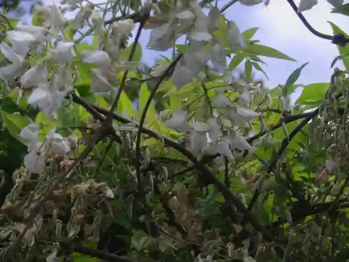 鶴岡八幡宮の自然