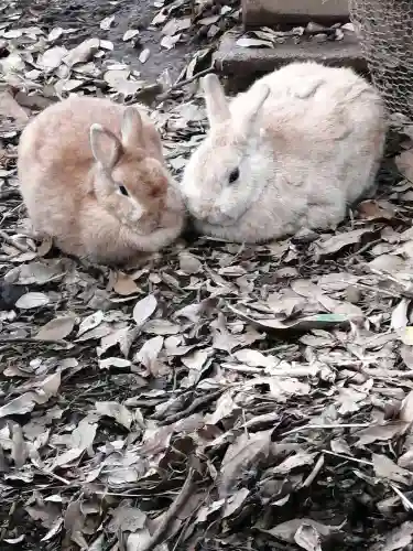 太子堂八幡神社の動物