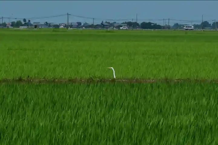 鞍掛神社(新潟県)