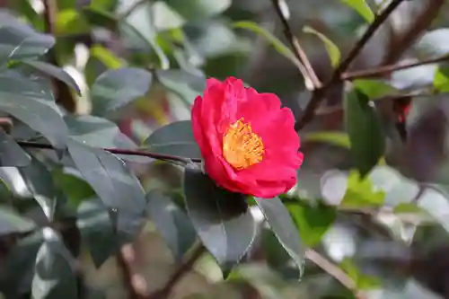 愛宕神社の自然