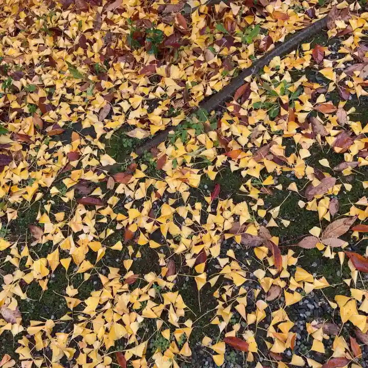 長浜八幡宮(滋賀県)