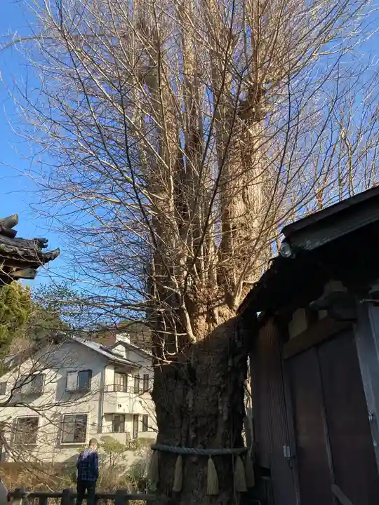 蛭子神社の自然