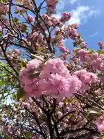 桜神宮(東京都)