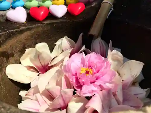 真言宗　善通寺派　薬王寺(香川県)