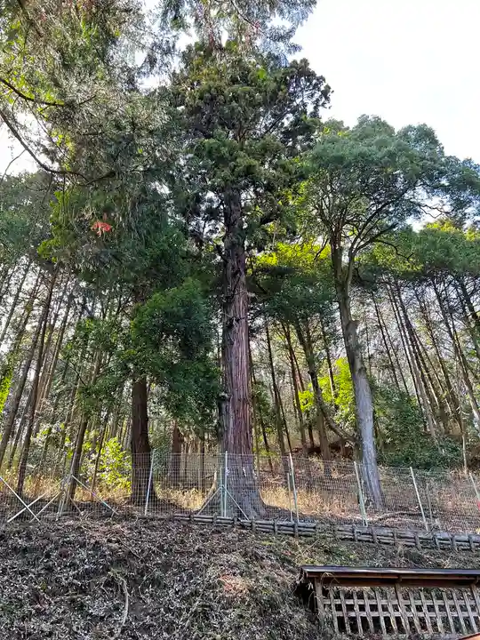 武田八幡宮の自然