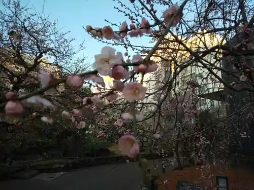 湯島天満宮の自然