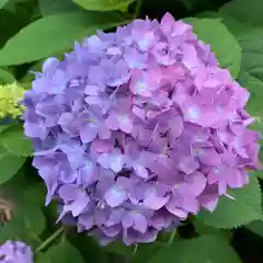 普門寺(切り絵御朱印発祥の寺)(愛知県)