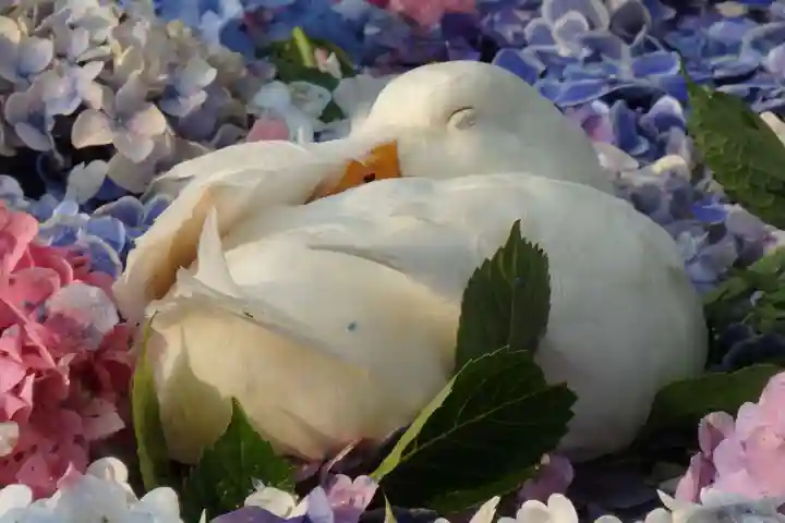 楽法寺(雨引観音)の動物