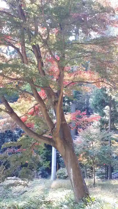 妙義神社の自然