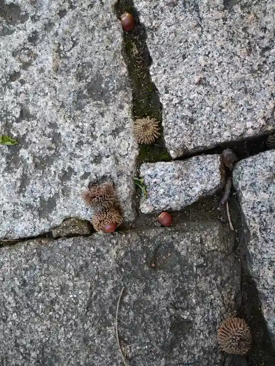 阿智神社の自然
