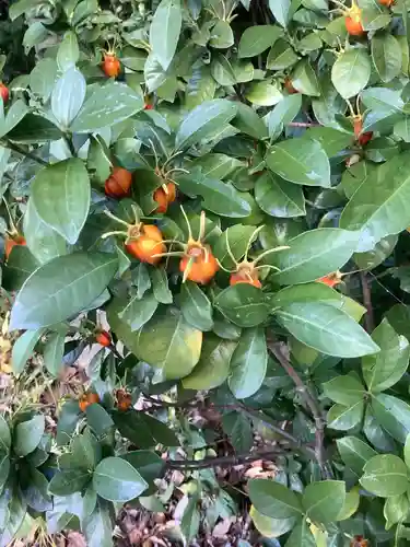 清洲山王宮　日吉神社の自然