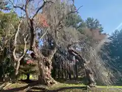 大星神社の自然