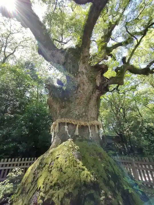 熱田神宮の自然