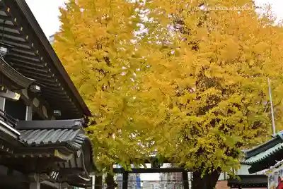 湯島天満宮(東京都)