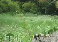 華厳寺(鈴虫寺)の自然