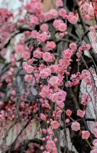 成願寺(東京都)
