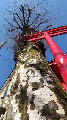 諏訪坂稲荷神社の自然