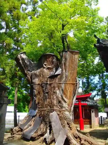 幣川神社の自然