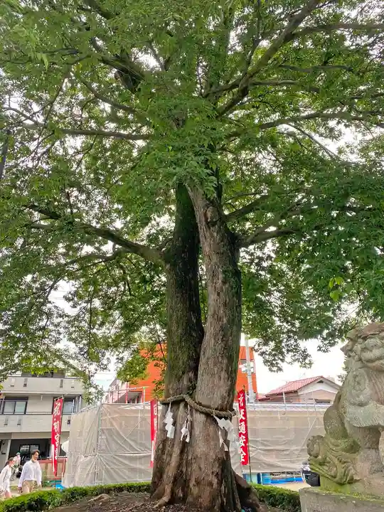 鎮守氷川神社の自然
