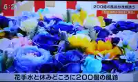 夏詣花手水