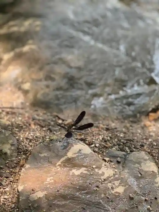 賀茂別雷神社(上賀茂神社)(京都府)