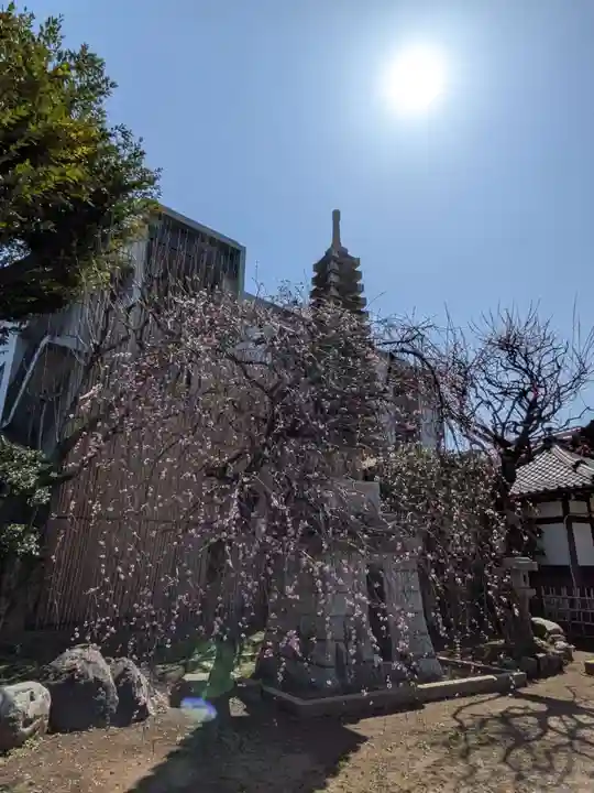 新井薬師(梅照院)(東京都)
