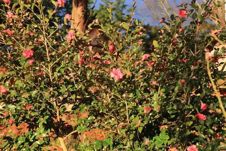 阿久津「田村神社」(郡山市阿久津町)旧社名:伊豆箱根三嶋三社の庭園