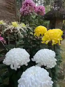 大宮温泉神社の自然(2022年11月08日(火) 10時06分48秒投稿)