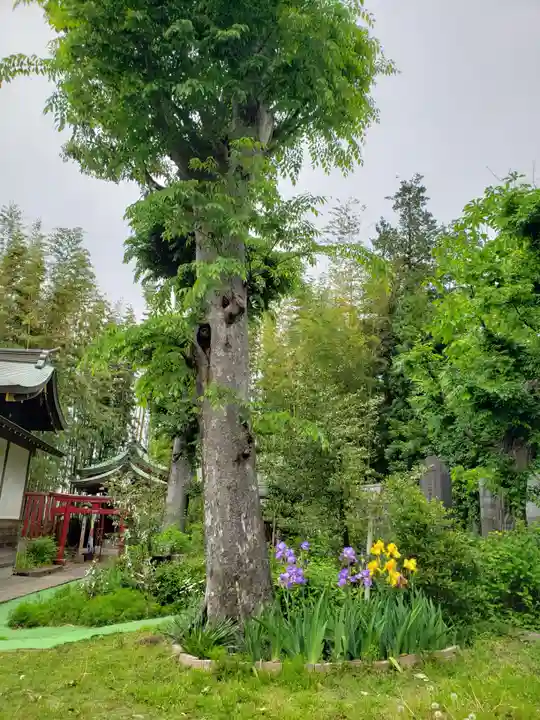 鷺宮八幡神社の自然