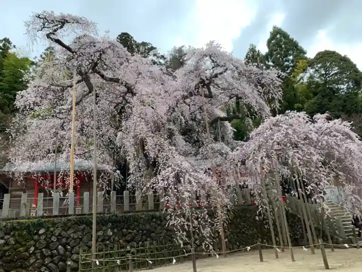 小川諏訪神社の自然