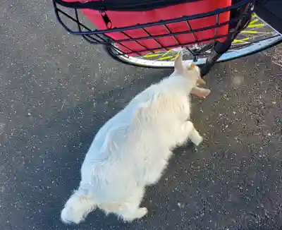 長良神社（邑楽町中野）(群馬県)