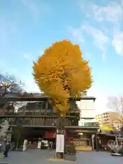 神田神社（神田明神）の自然