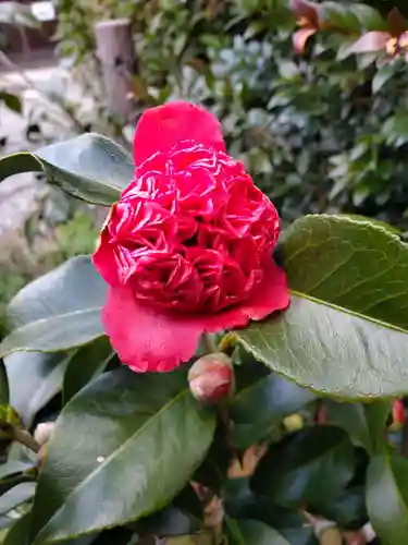 沙沙貴神社の自然
