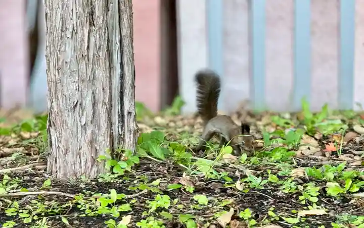 北海道神宮の動物