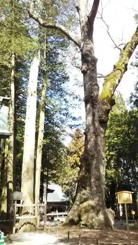 諏訪大社の自然