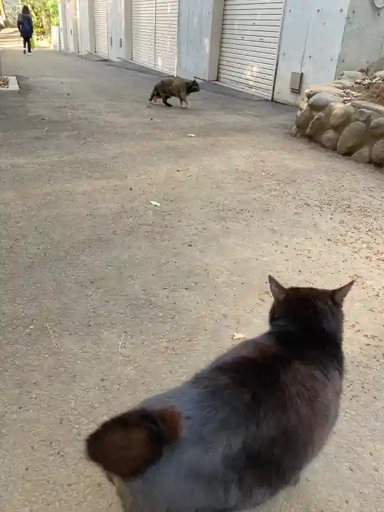 代々木八幡宮の動物