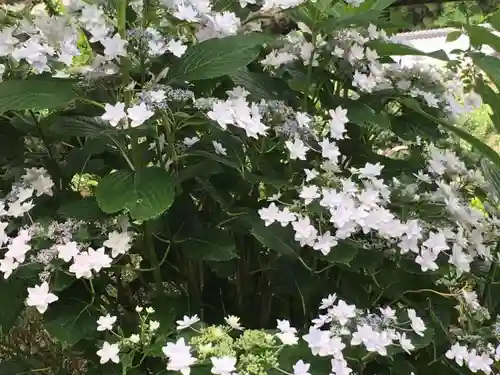 日運寺の自然