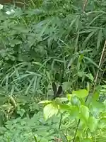 鷲宮神社の動物