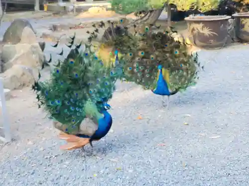 楽法寺（雨引観音）の動物