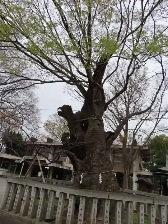 高城神社の自然