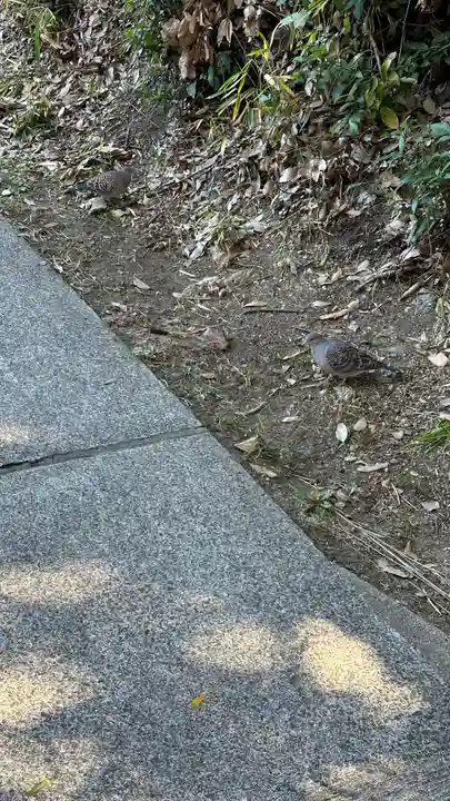 意賀美神社(大阪府)