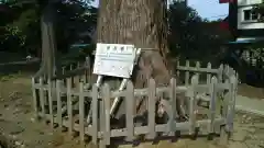 鹿島神社の自然