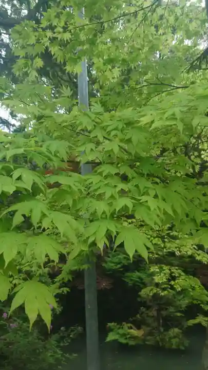 大縣神社(愛知県)