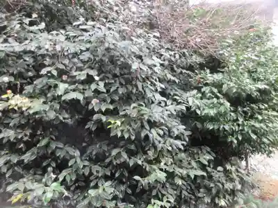 専光寺(東京都)