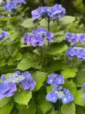 観音寺(千葉県)