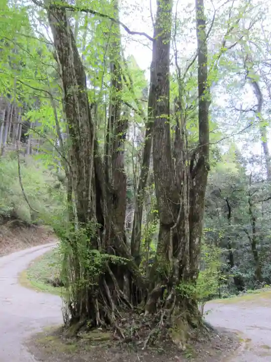 二上神社の自然