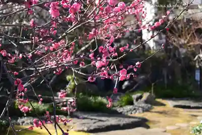 湯島天満宮(東京都)