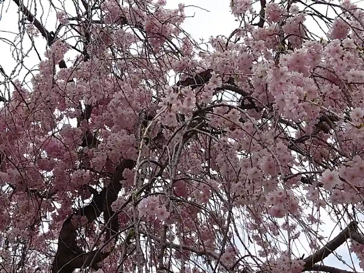 賀茂別雷神社(上賀茂神社)の自然