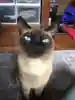 はなたろう