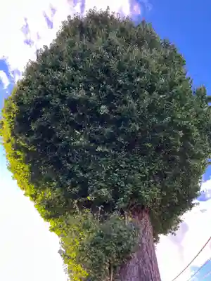 神明社(神奈川県)